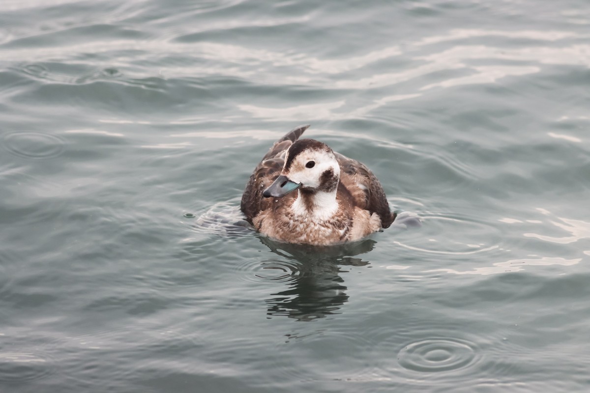 Long-tailed Duck - ML619710835
