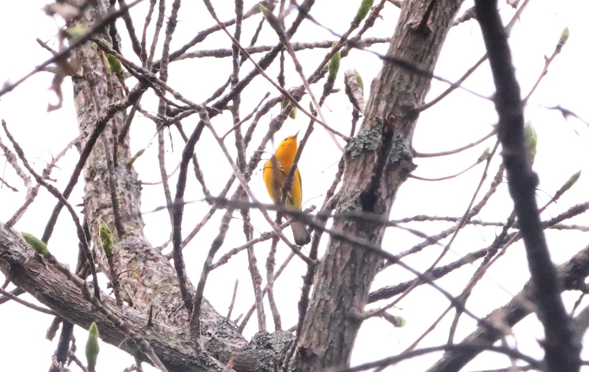 Prothonotary Warbler - ML619710873