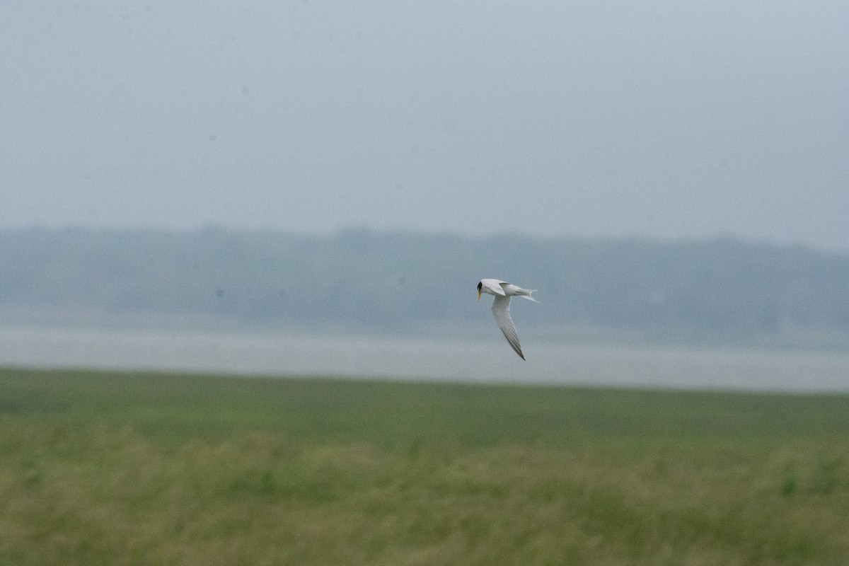 Least Tern - ML619710907