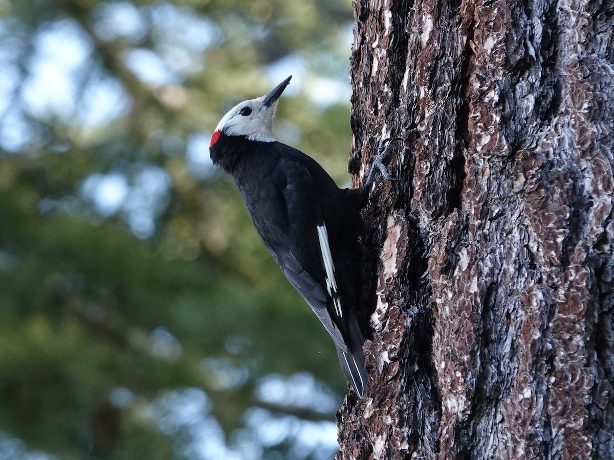White-headed Woodpecker - ML619710979