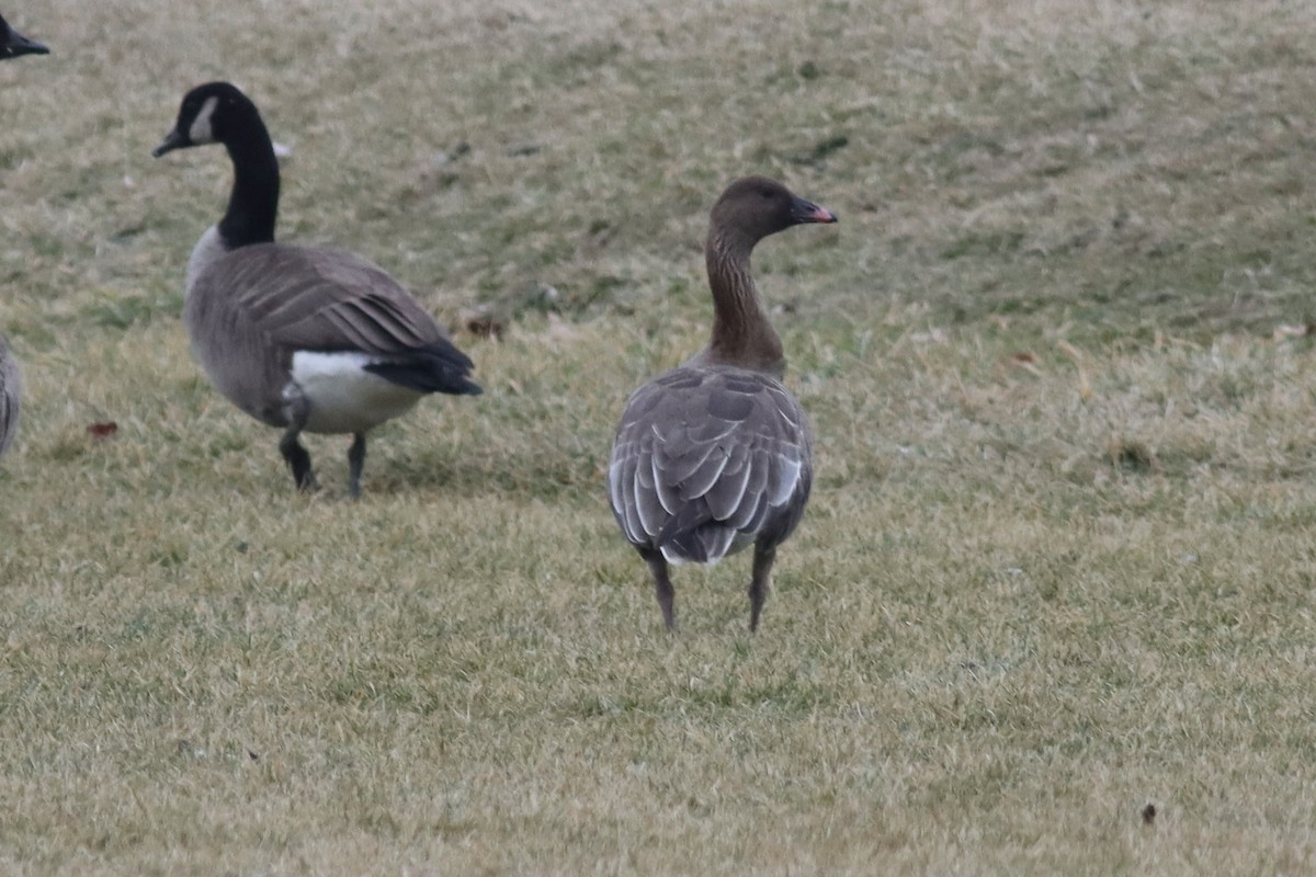 Pink-footed Goose - ML619711022