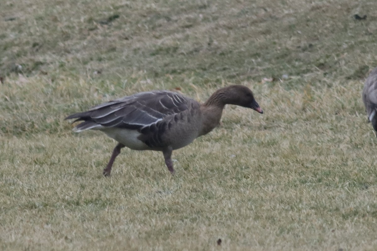 Pink-footed Goose - ML619711032