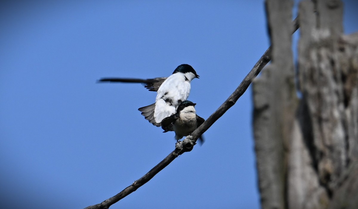 Tree Swallow - ML619711084