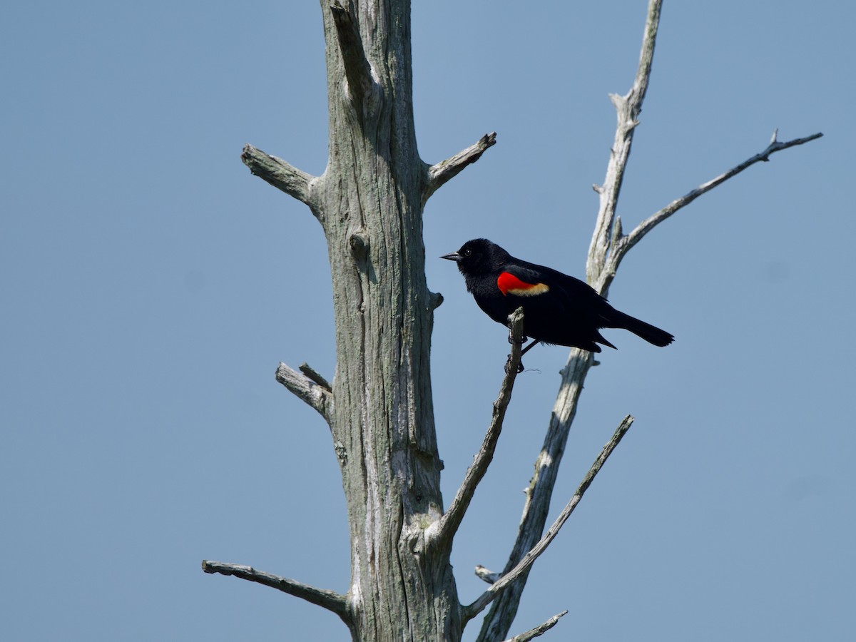 Red-winged Blackbird - ML619711130