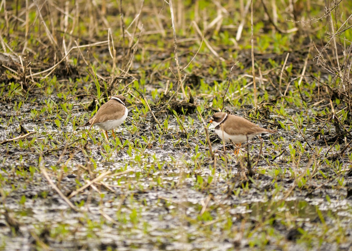 Semipalmated Plover - ML619711131