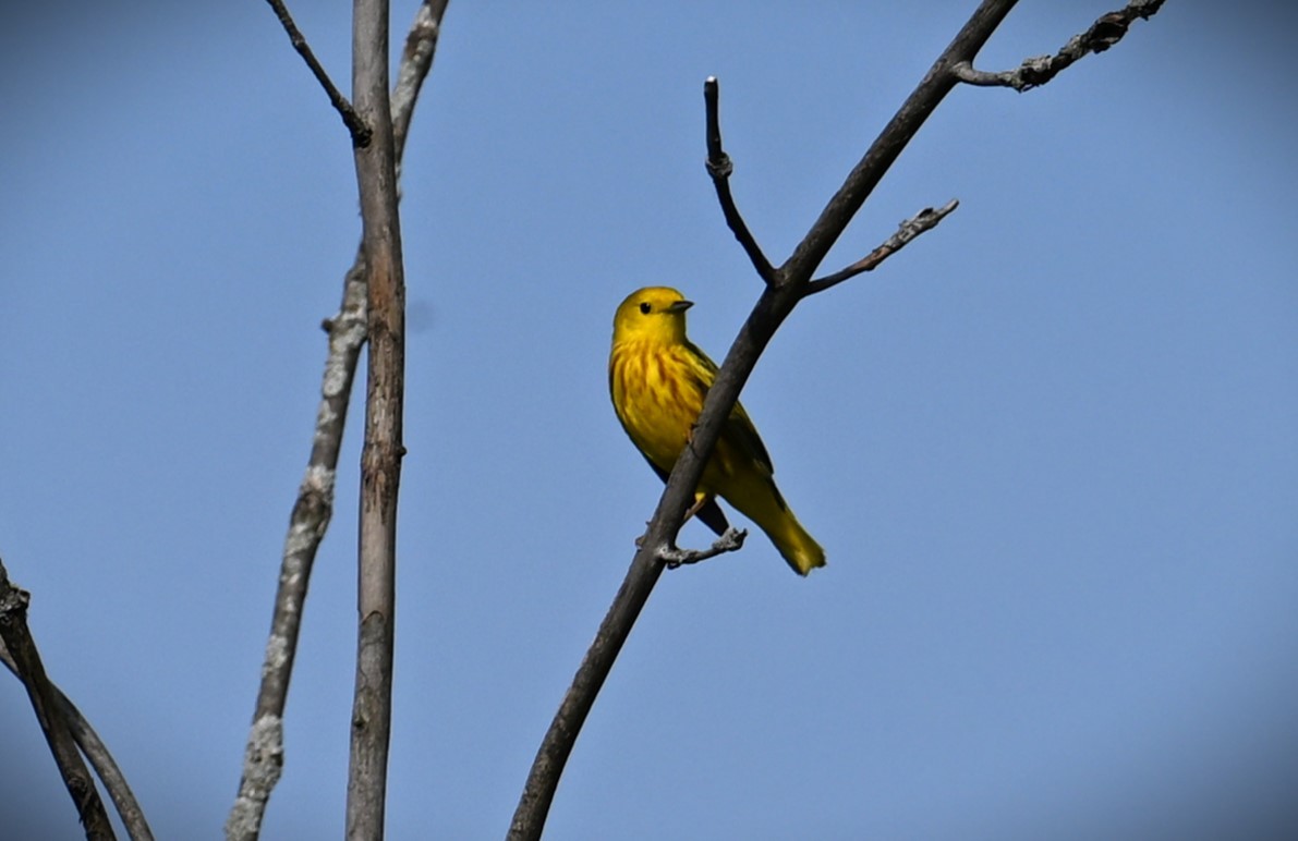 Yellow Warbler - ML619711132