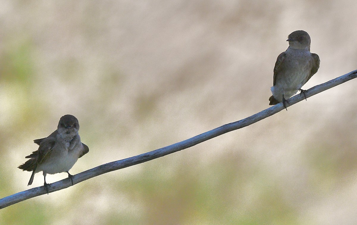 Northern Rough-winged Swallow - ML619711136