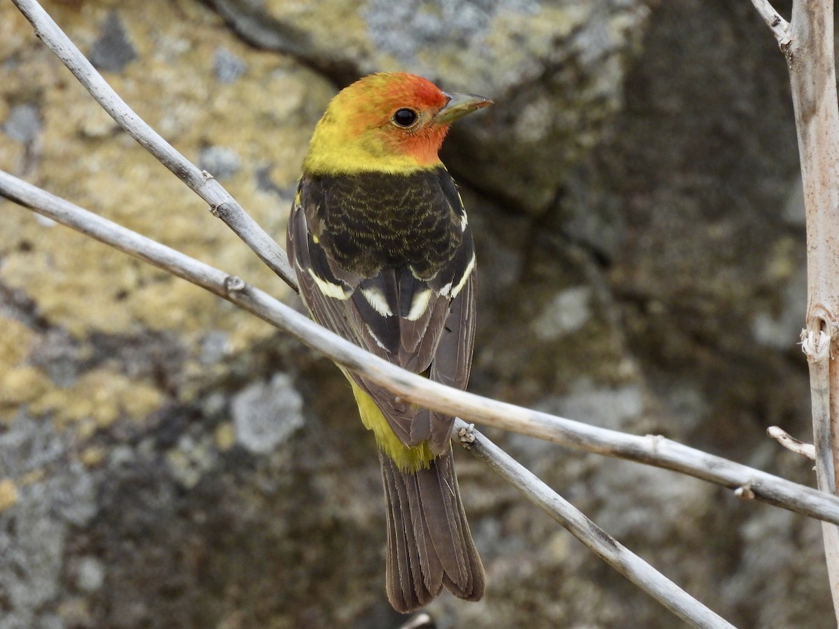 Western Tanager - ML619711138