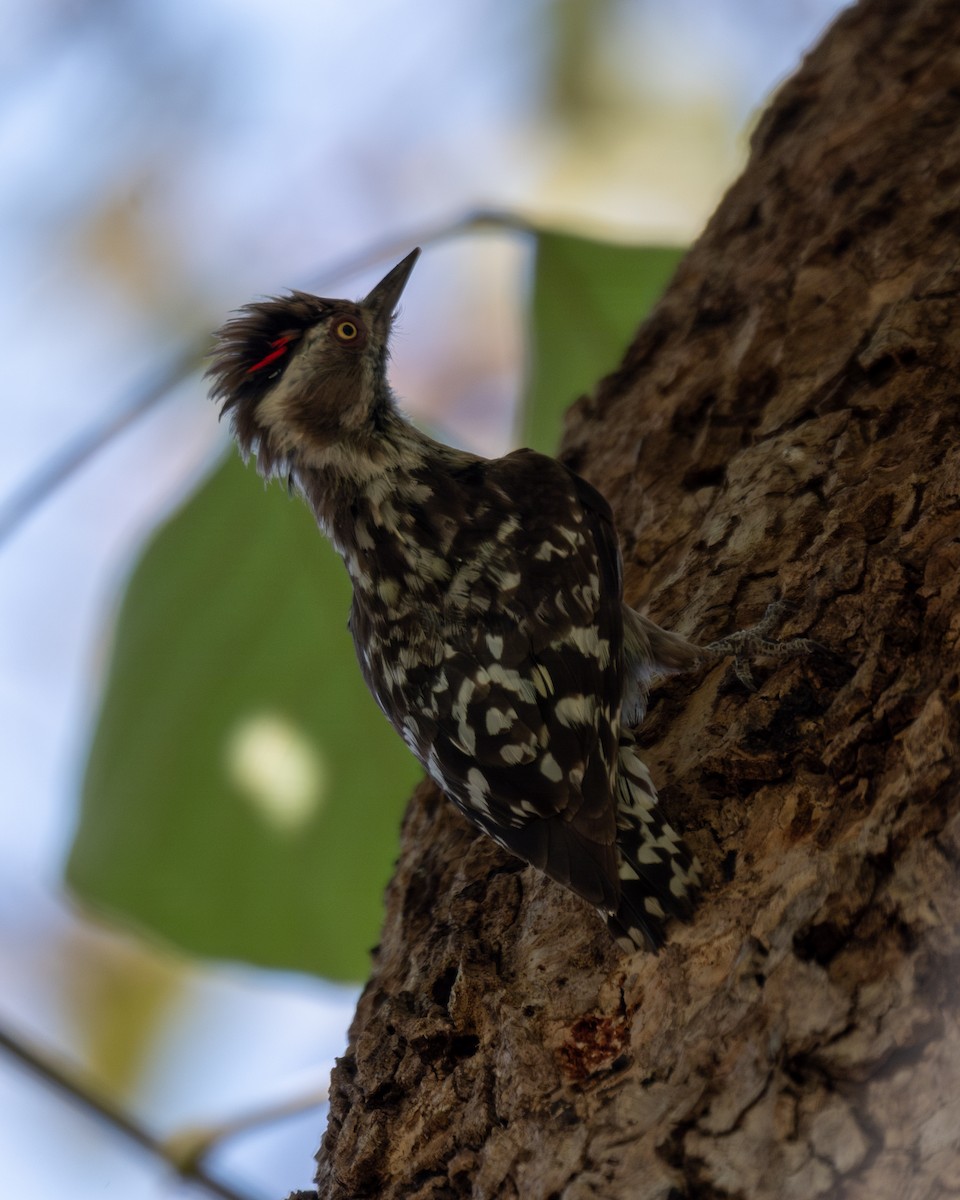 Brown-capped Pygmy Woodpecker - ML619711148