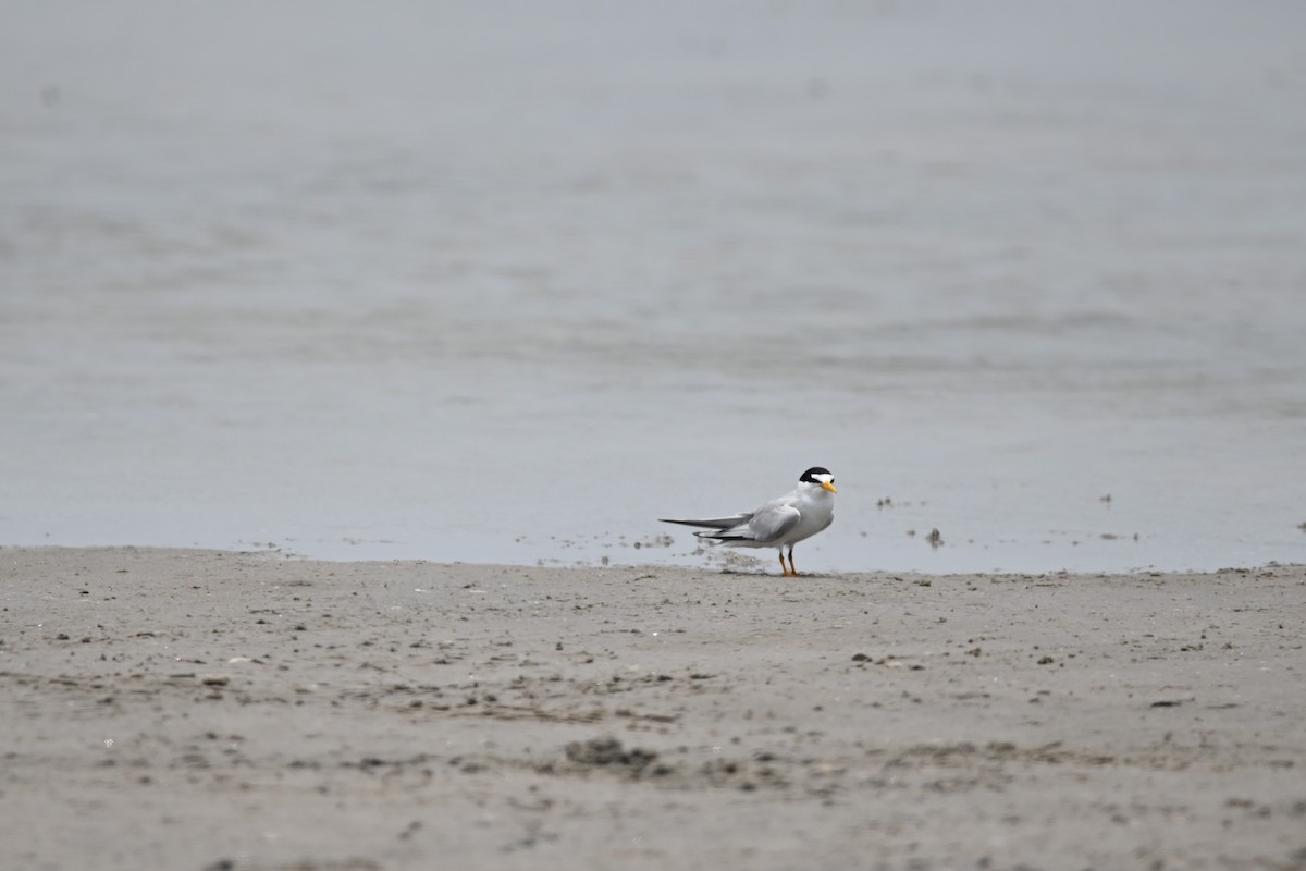 Least Tern - ML619711158