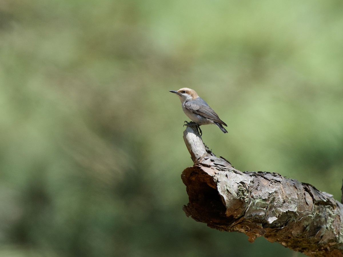Brown-headed Nuthatch - ML619711175