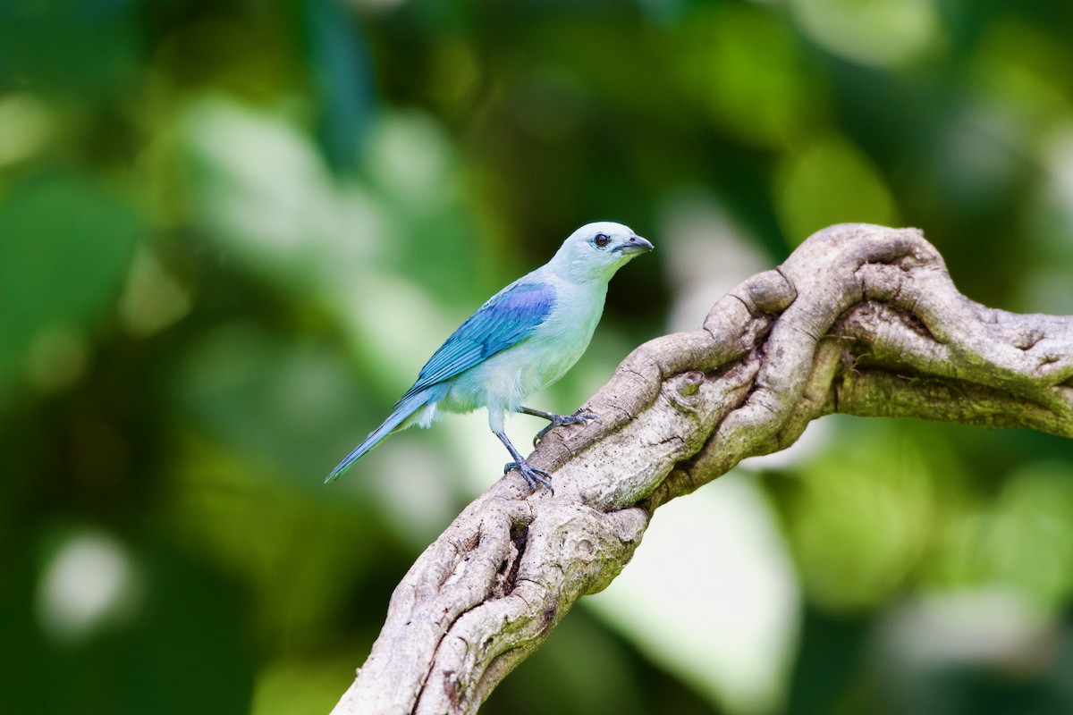 Blue-gray Tanager - ML619711186