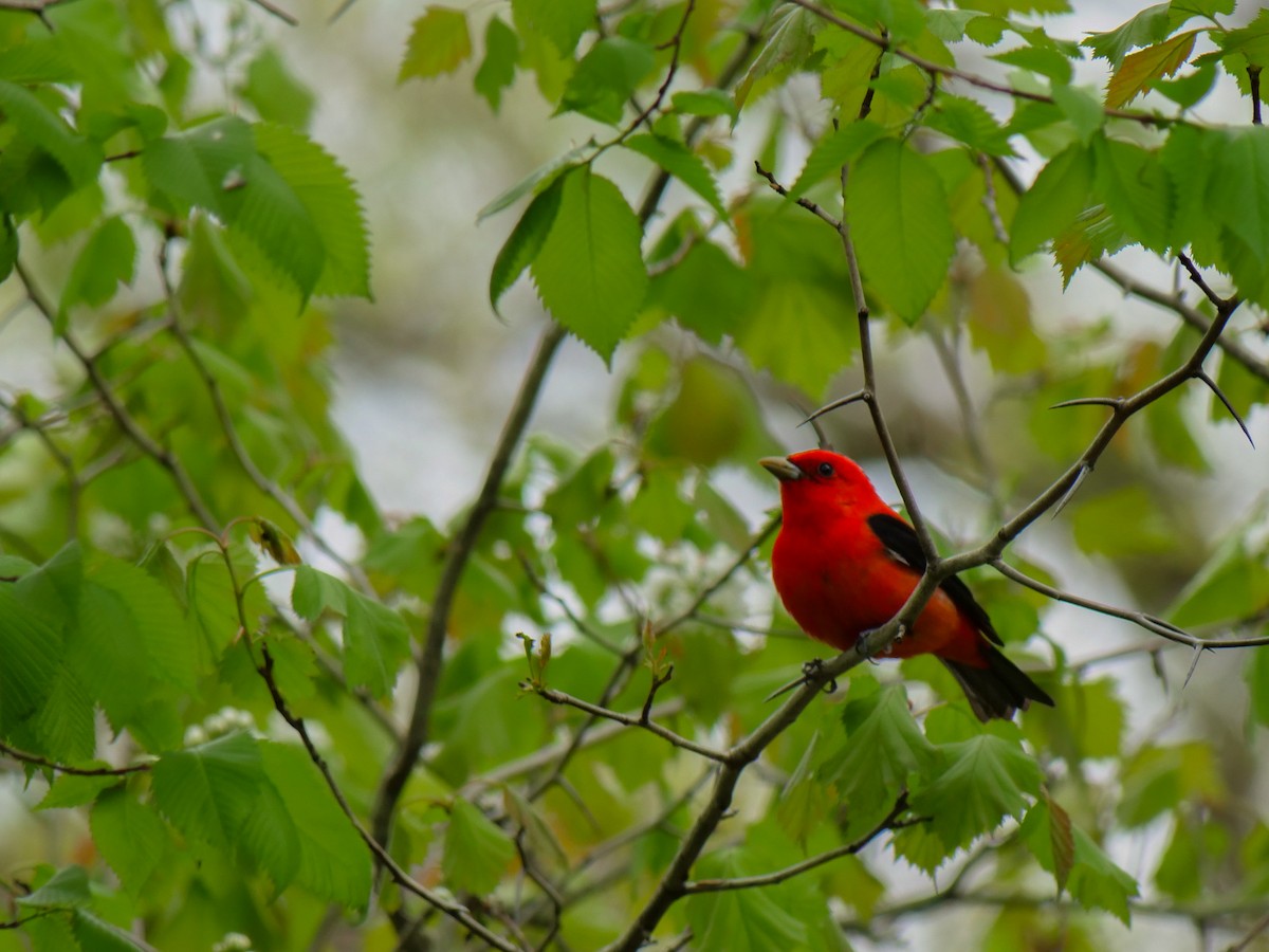 Scarlet Tanager - ML619711197