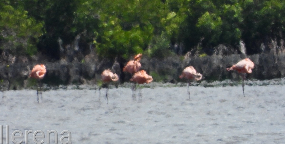 American Flamingo - ML619711224