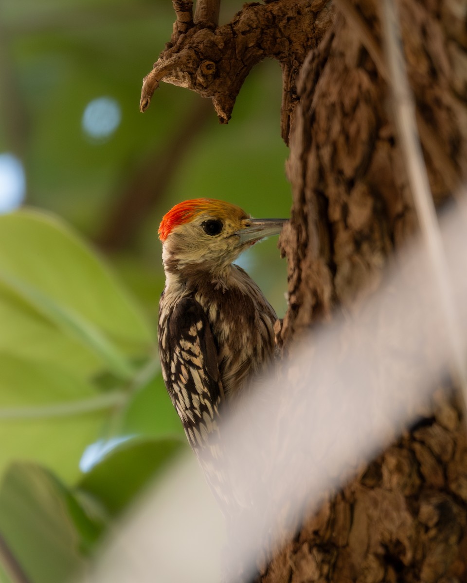 Yellow-crowned Woodpecker - ML619711226