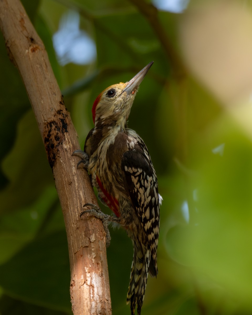 Yellow-crowned Woodpecker - ML619711227