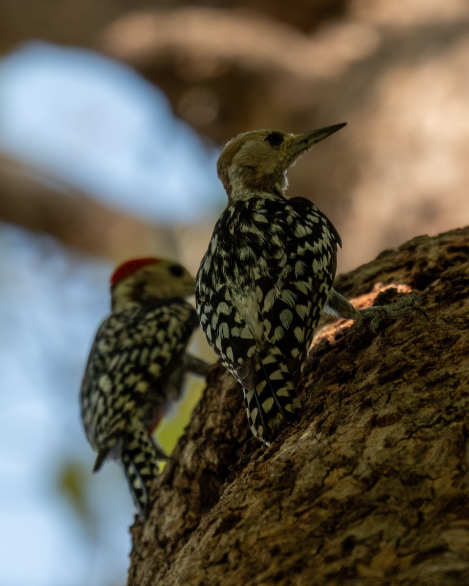 Yellow-crowned Woodpecker - ML619711228