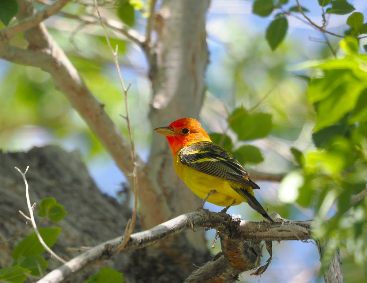 Western Tanager - ML619711240