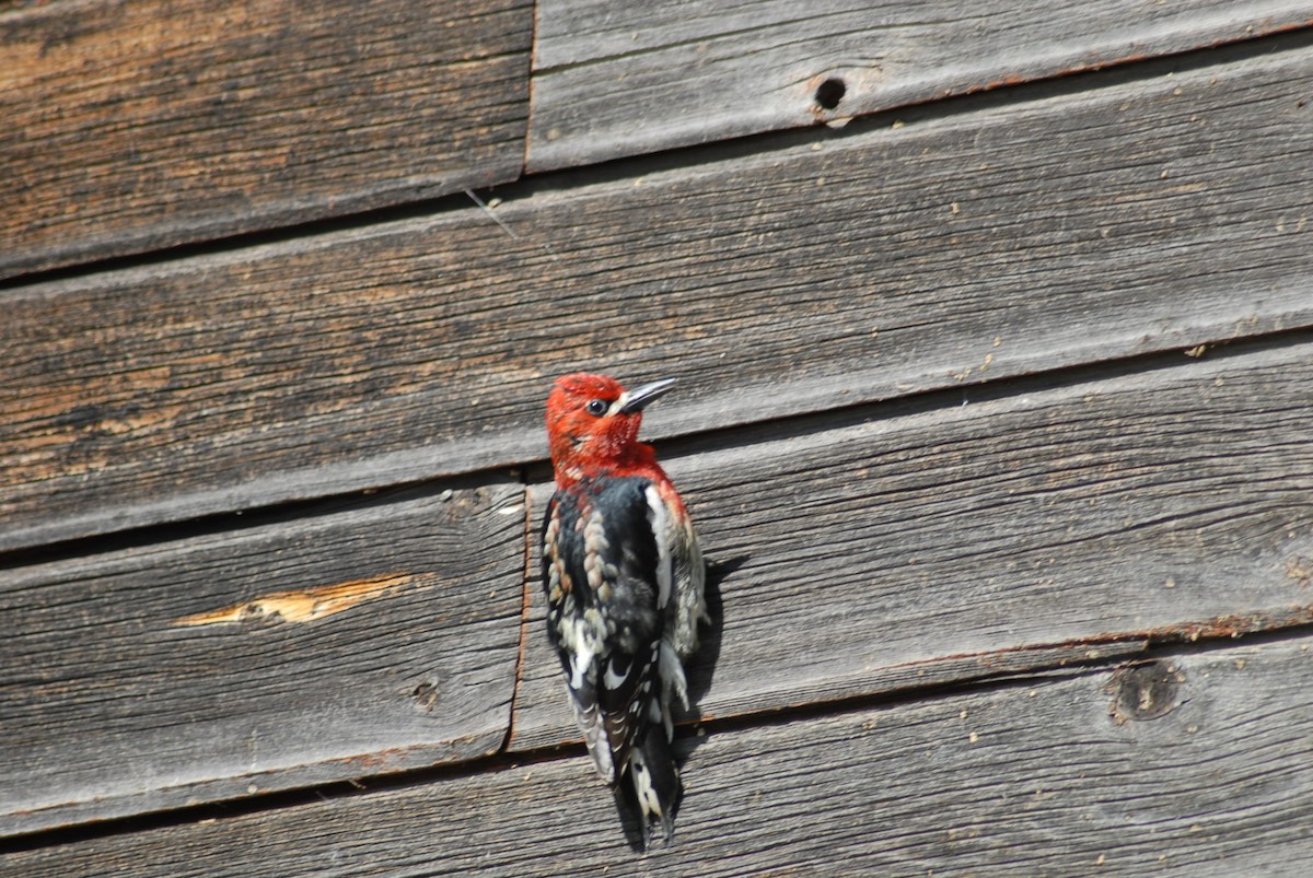 Red-breasted Sapsucker - ML619711274