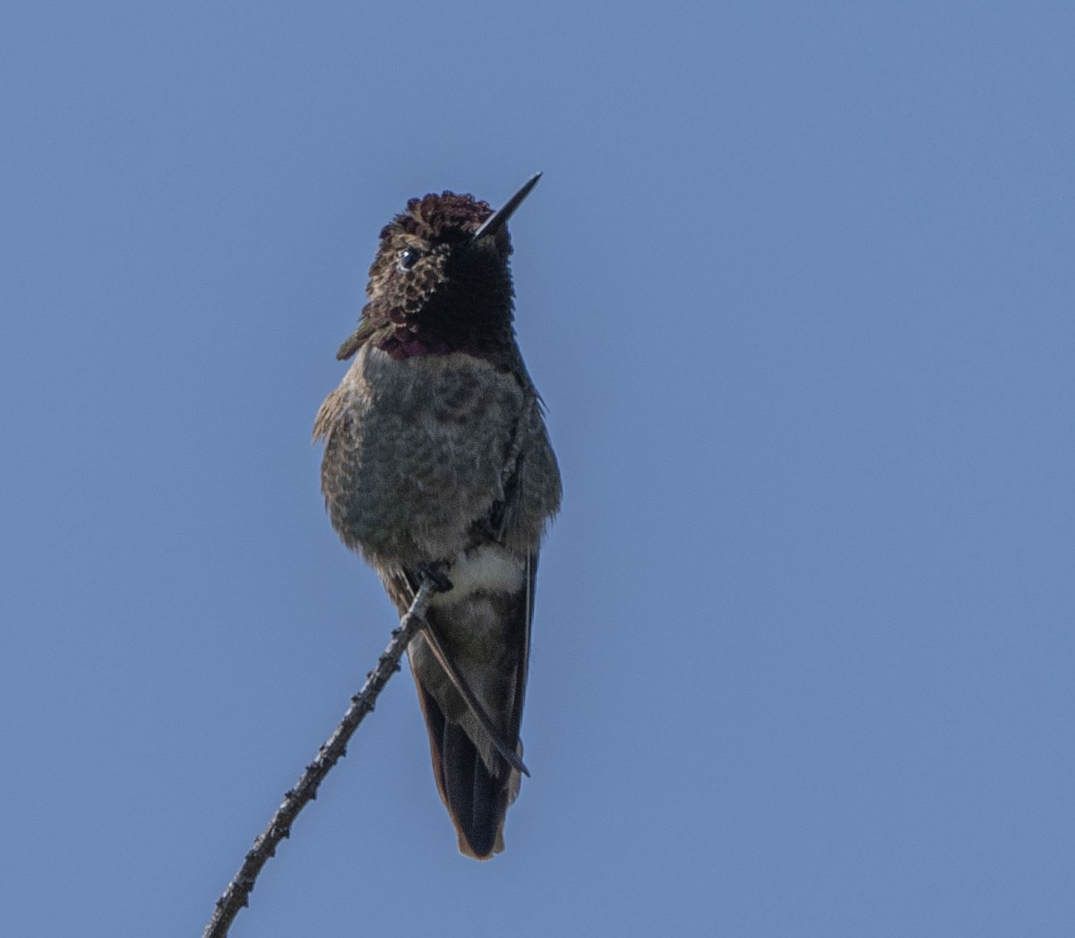 Anna's Hummingbird - ML619711279