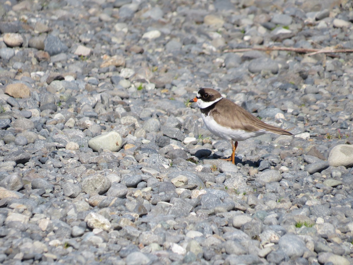 Semipalmated Plover - ML619711299
