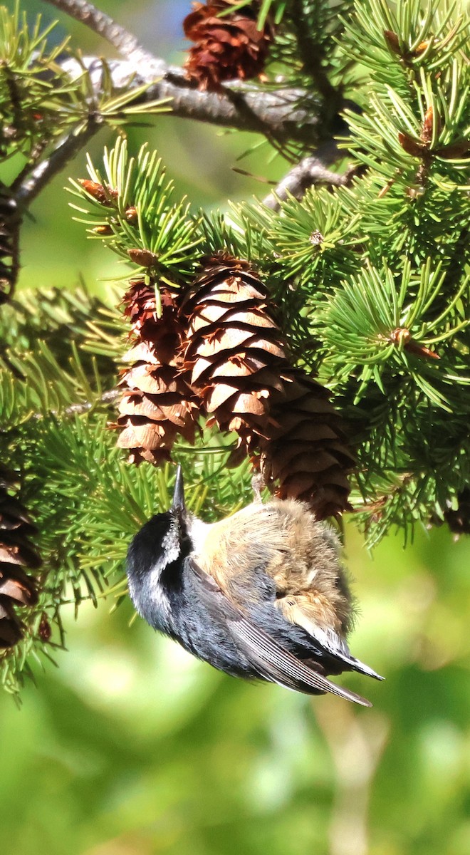 Red-breasted Nuthatch - ML619711321