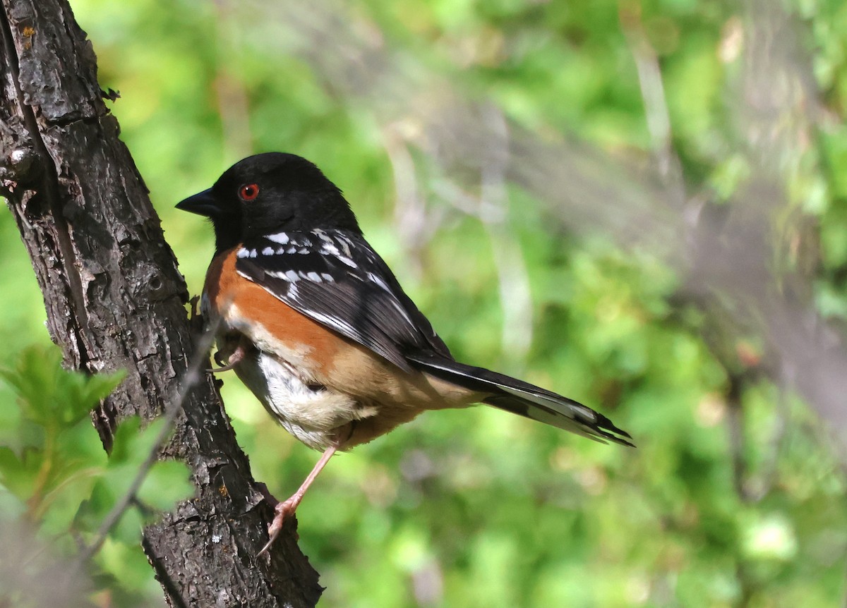 Spotted Towhee - ML619711332
