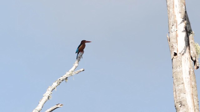 Brown-breasted Kingfisher - ML619711336