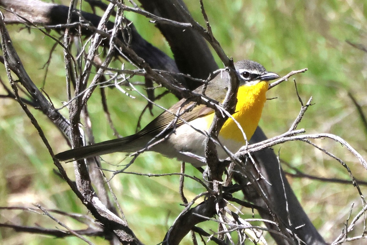 Yellow-breasted Chat - ML619711343