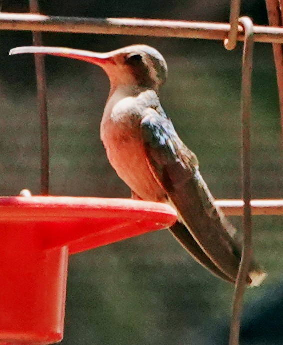 Broad-billed Hummingbird - ML619711356