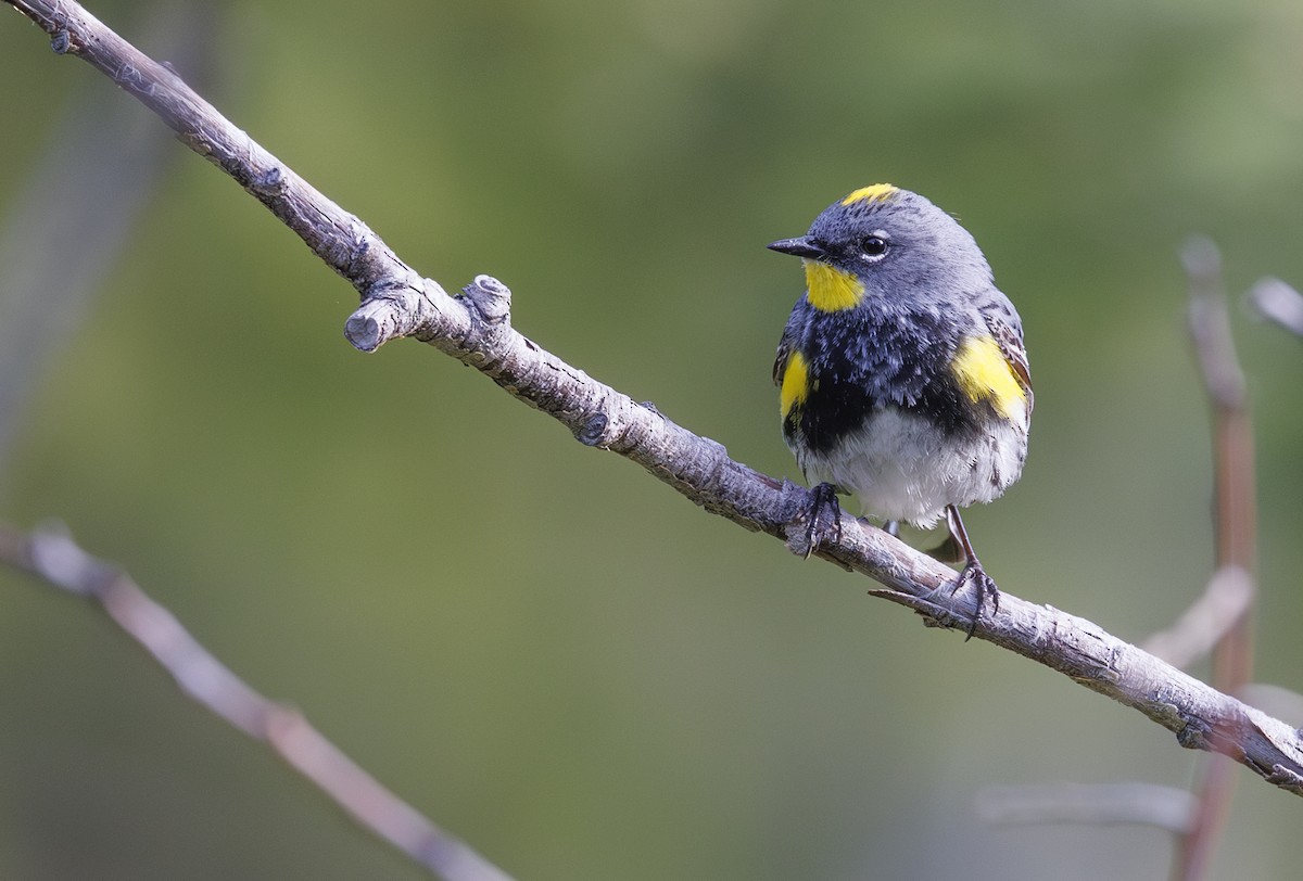 Yellow-rumped Warbler (Audubon's) - ML619711364