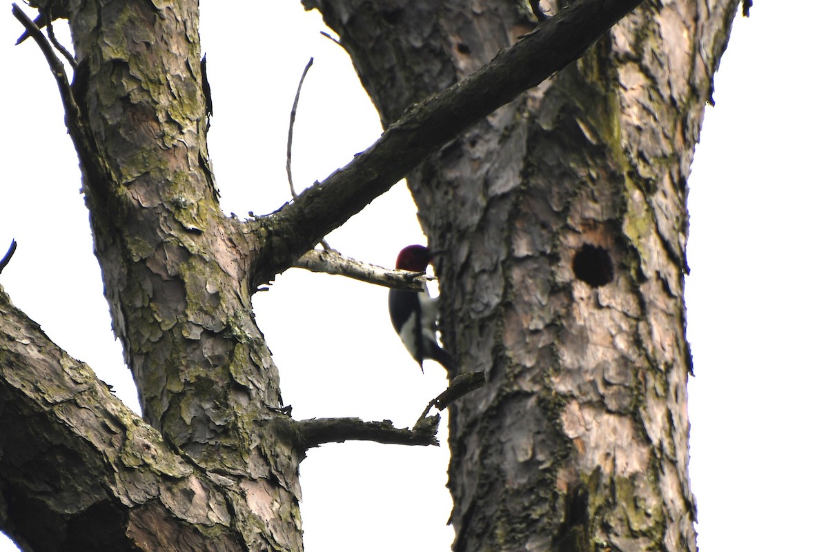 Red-headed Woodpecker - ML619711373