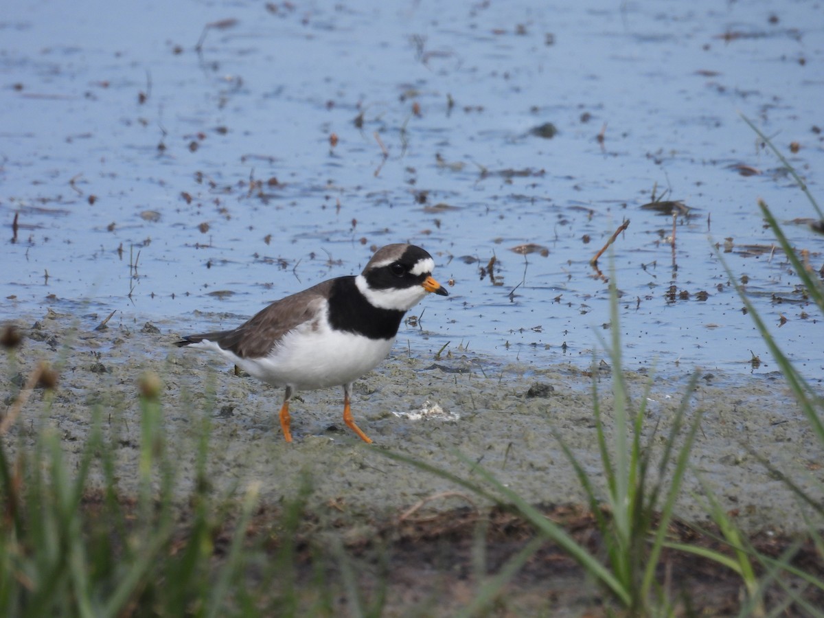 Common Ringed Plover - ML619711374