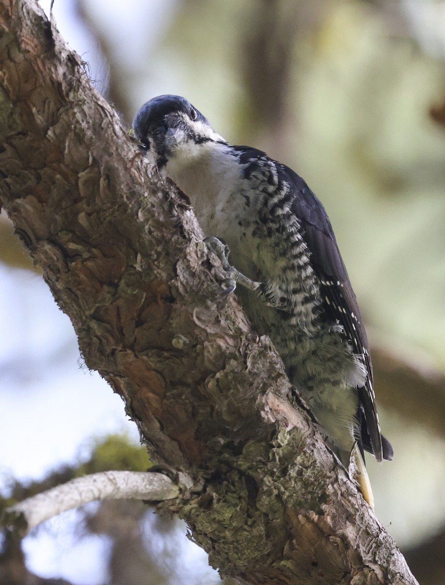 Black-backed Woodpecker - ML619711397