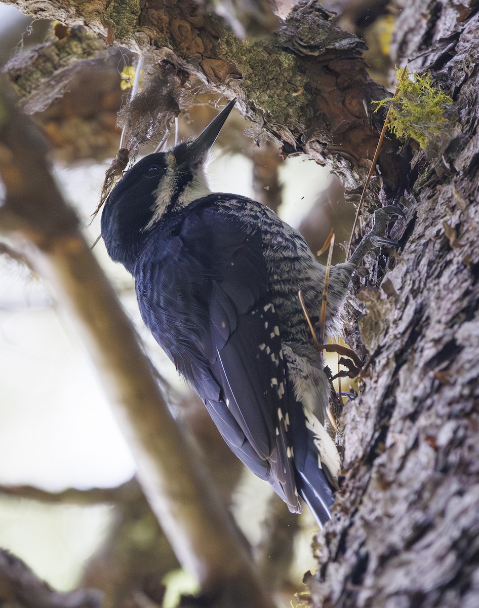 Black-backed Woodpecker - ML619711399