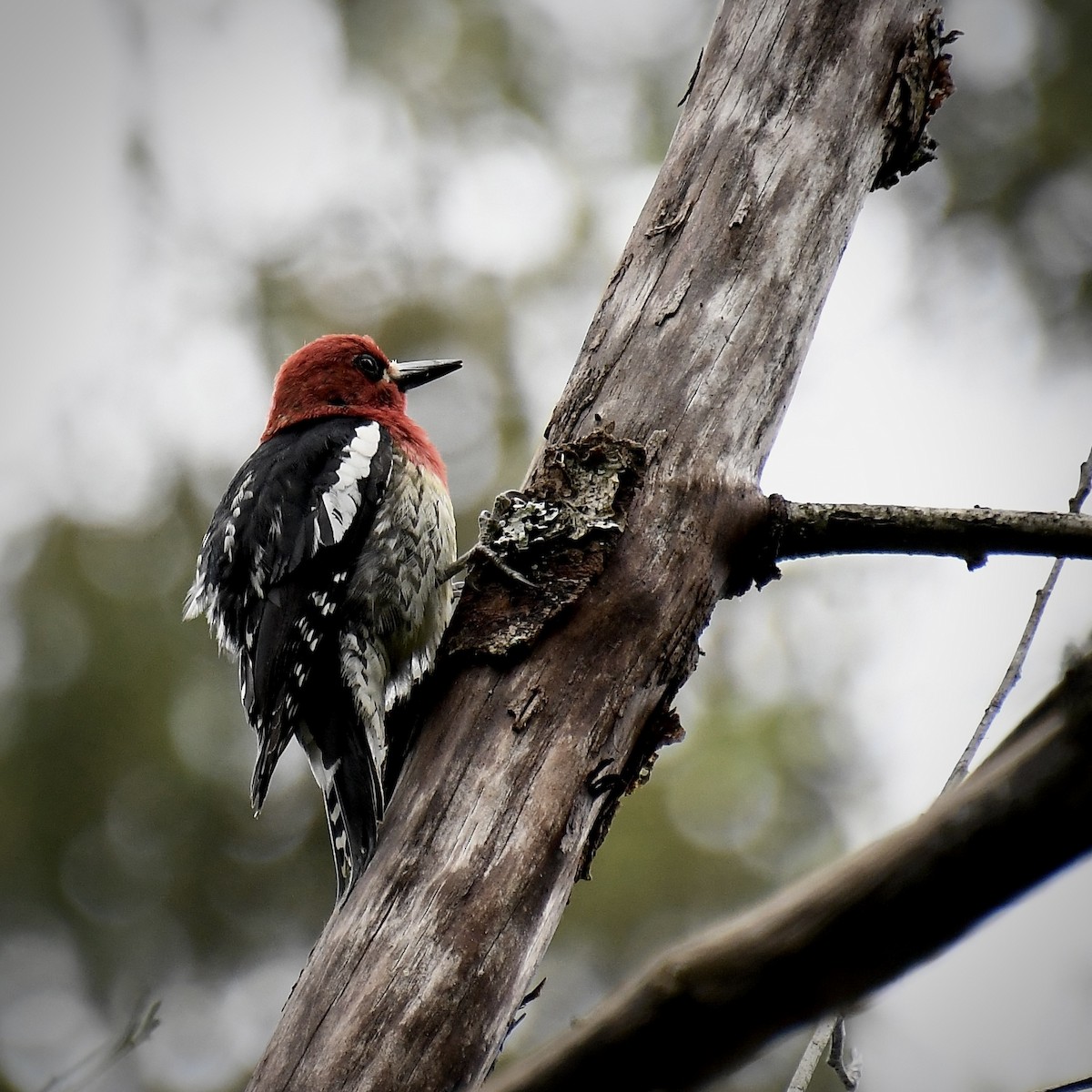 Red-breasted Sapsucker - ML619711403