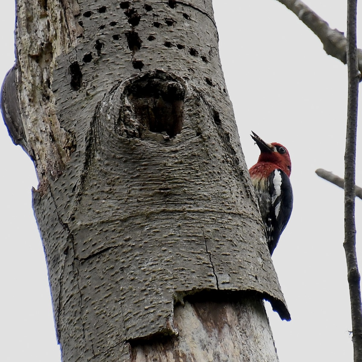 Red-breasted Sapsucker - ML619711404