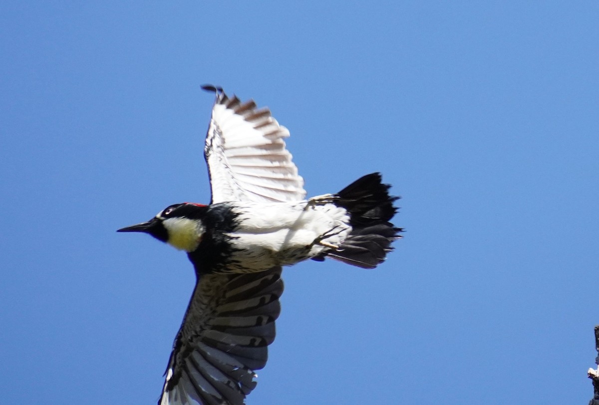 Acorn Woodpecker - ML619711425