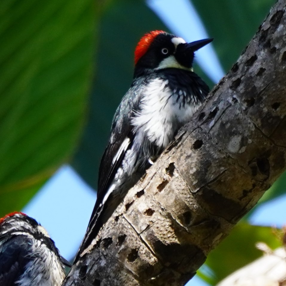 Acorn Woodpecker - ML619711426