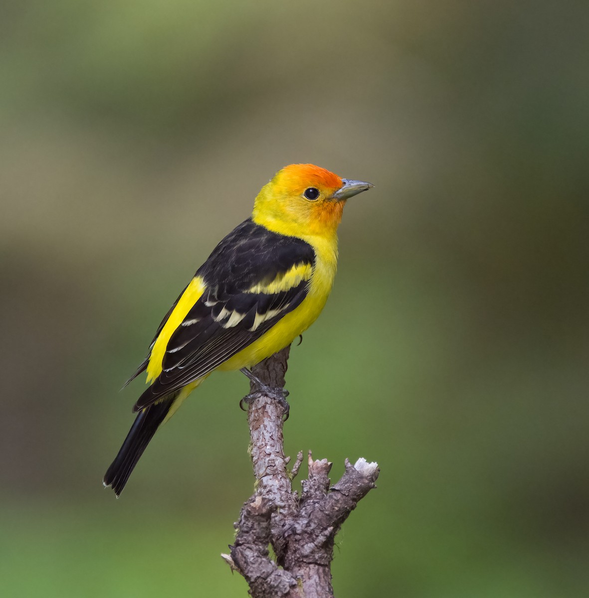 Western Tanager - ML619711460