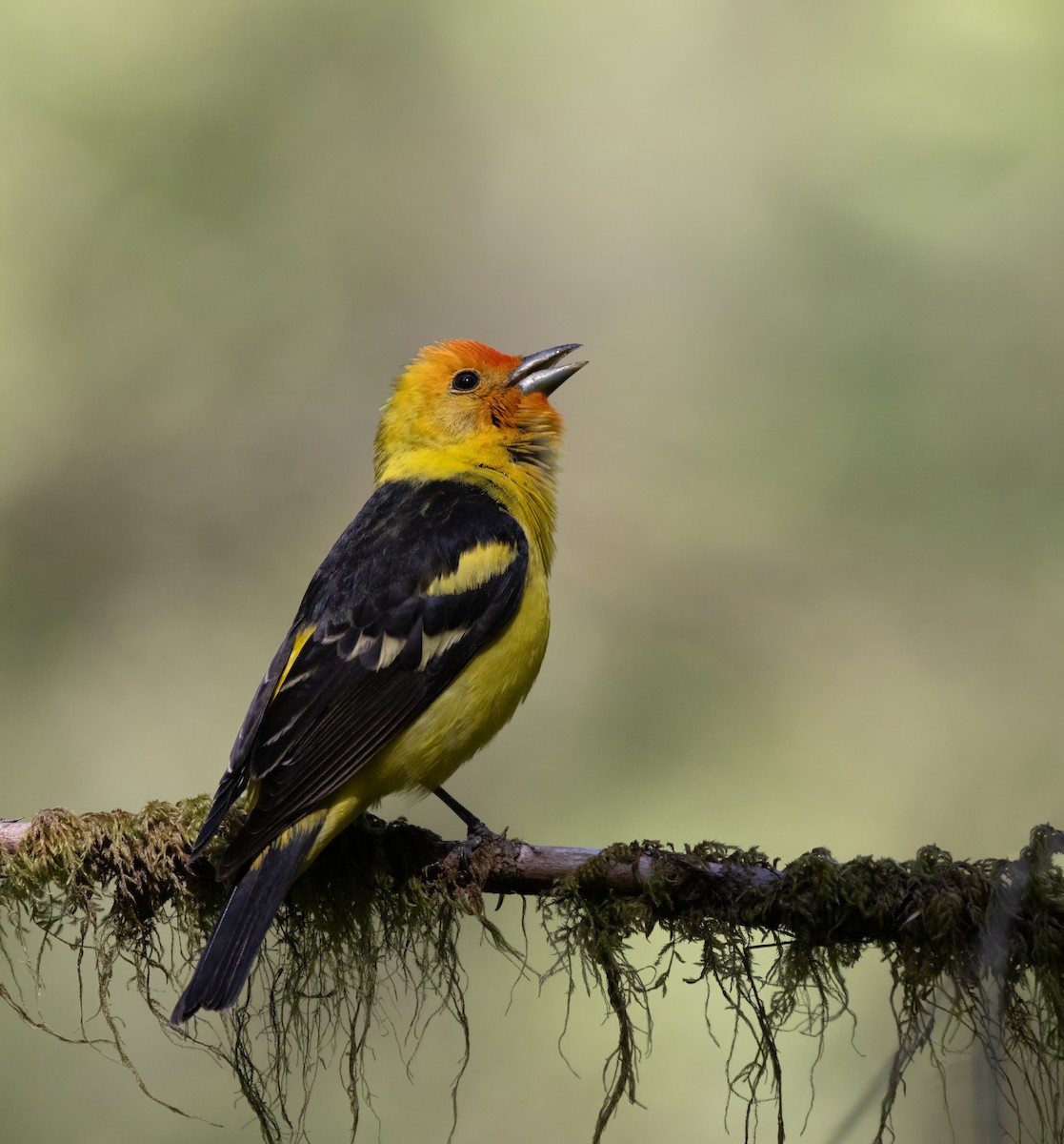 Western Tanager - ML619711461