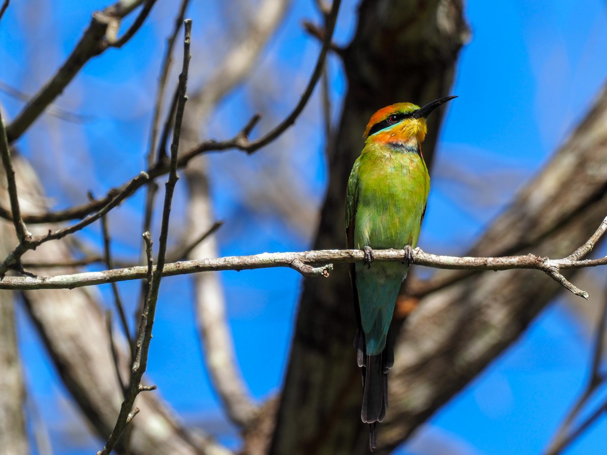 Rainbow Bee-eater - ML619711469