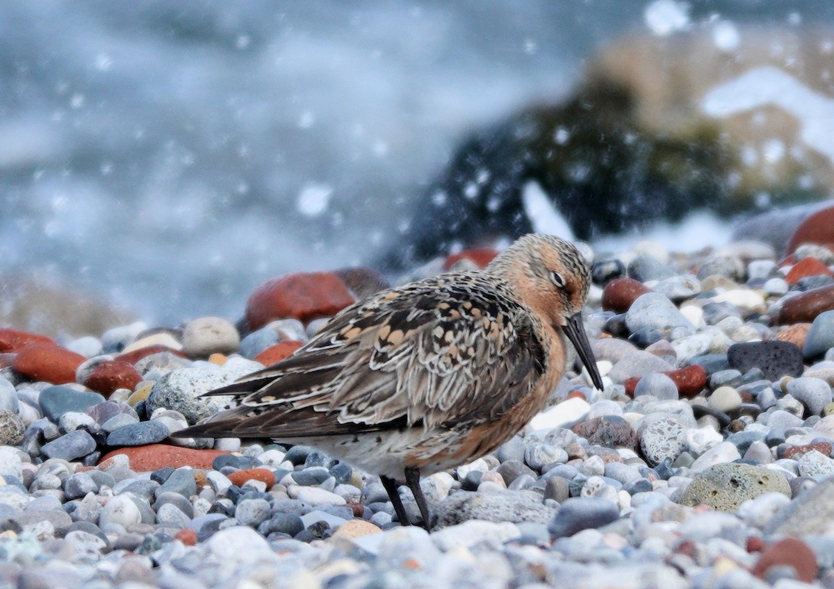 Red Knot - ML619711487