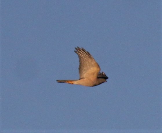 Collared Sparrowhawk - ML619711514