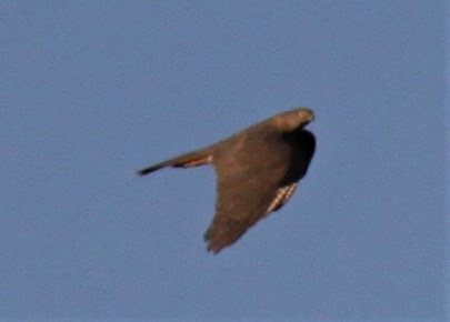 Collared Sparrowhawk - ML619711517
