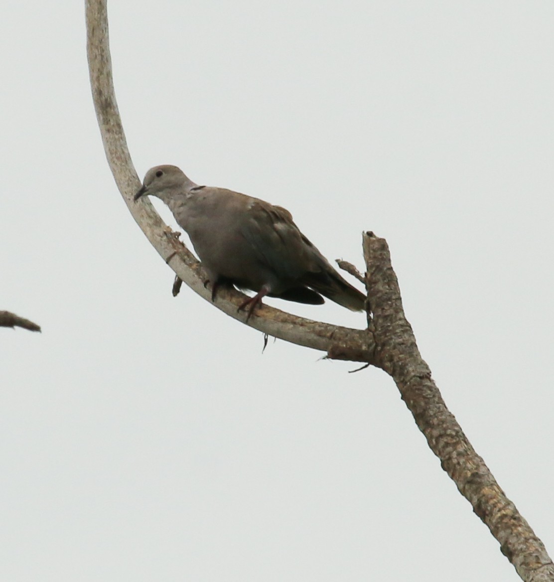 Eurasian Collared-Dove - ML619711550