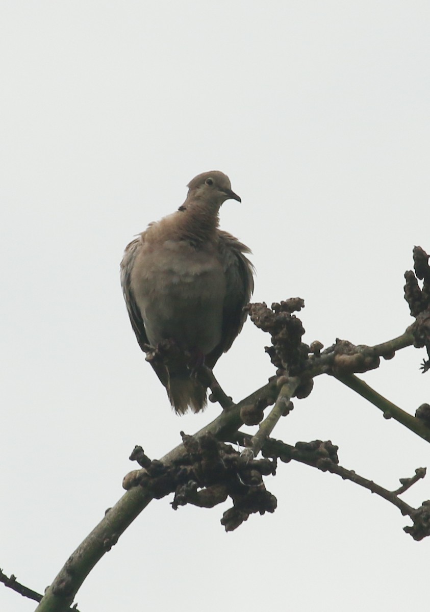 Eurasian Collared-Dove - ML619711559