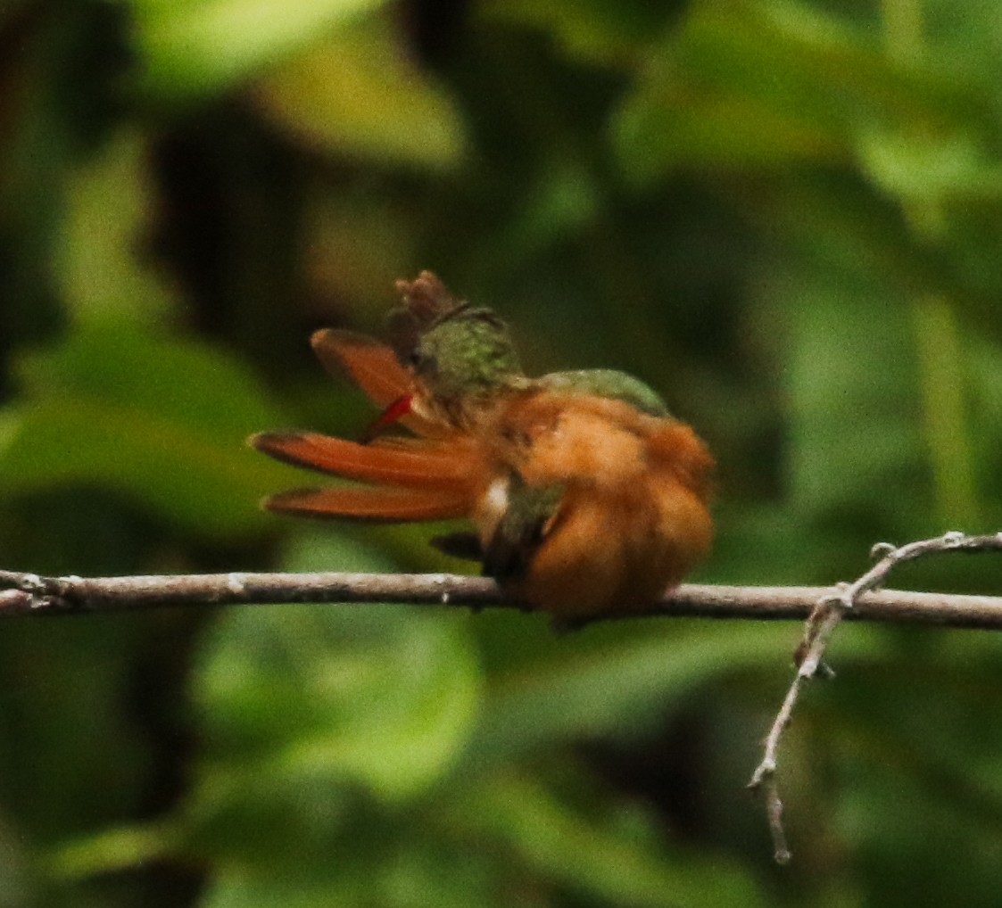 Cinnamon Hummingbird - ML619711564