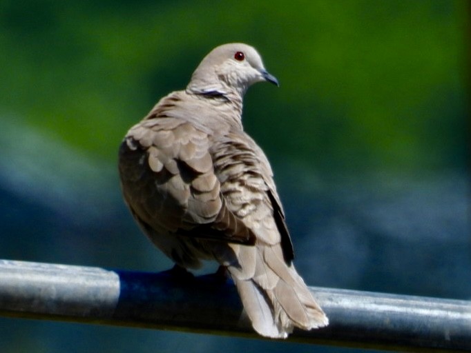Eurasian Collared-Dove - ML619711601