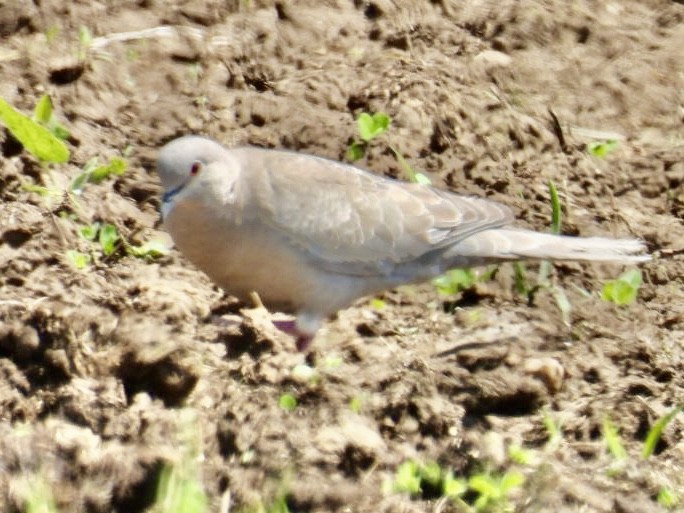 Eurasian Collared-Dove - ML619711602